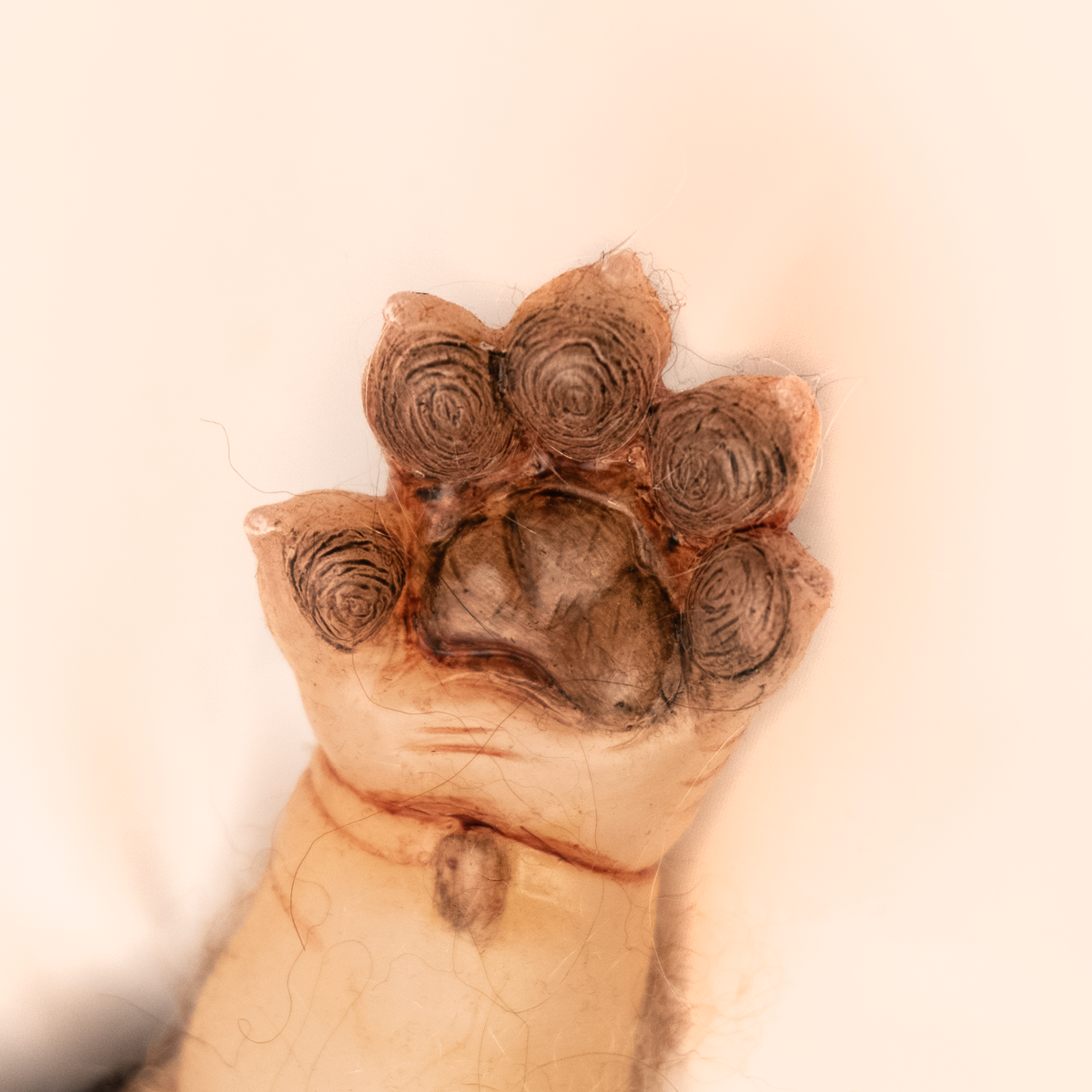 WerePups - Toby